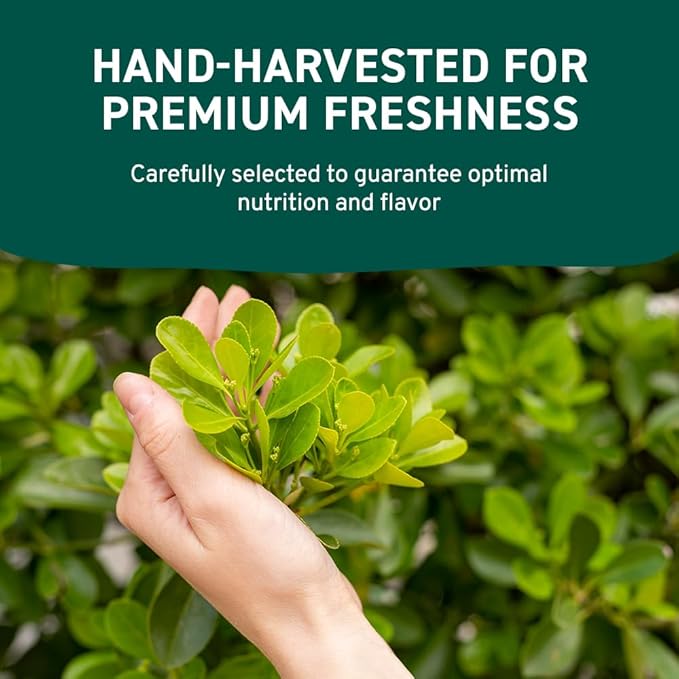 HANDPICK USDA Organic Moringa Powder (397g/14oz) Pure Moringa Oleifera Leaf Powder | Authentic Indian Origin | Gluten Free, Non-GMO | Perfect for Smoothies, Drinks, Tea & Recipes